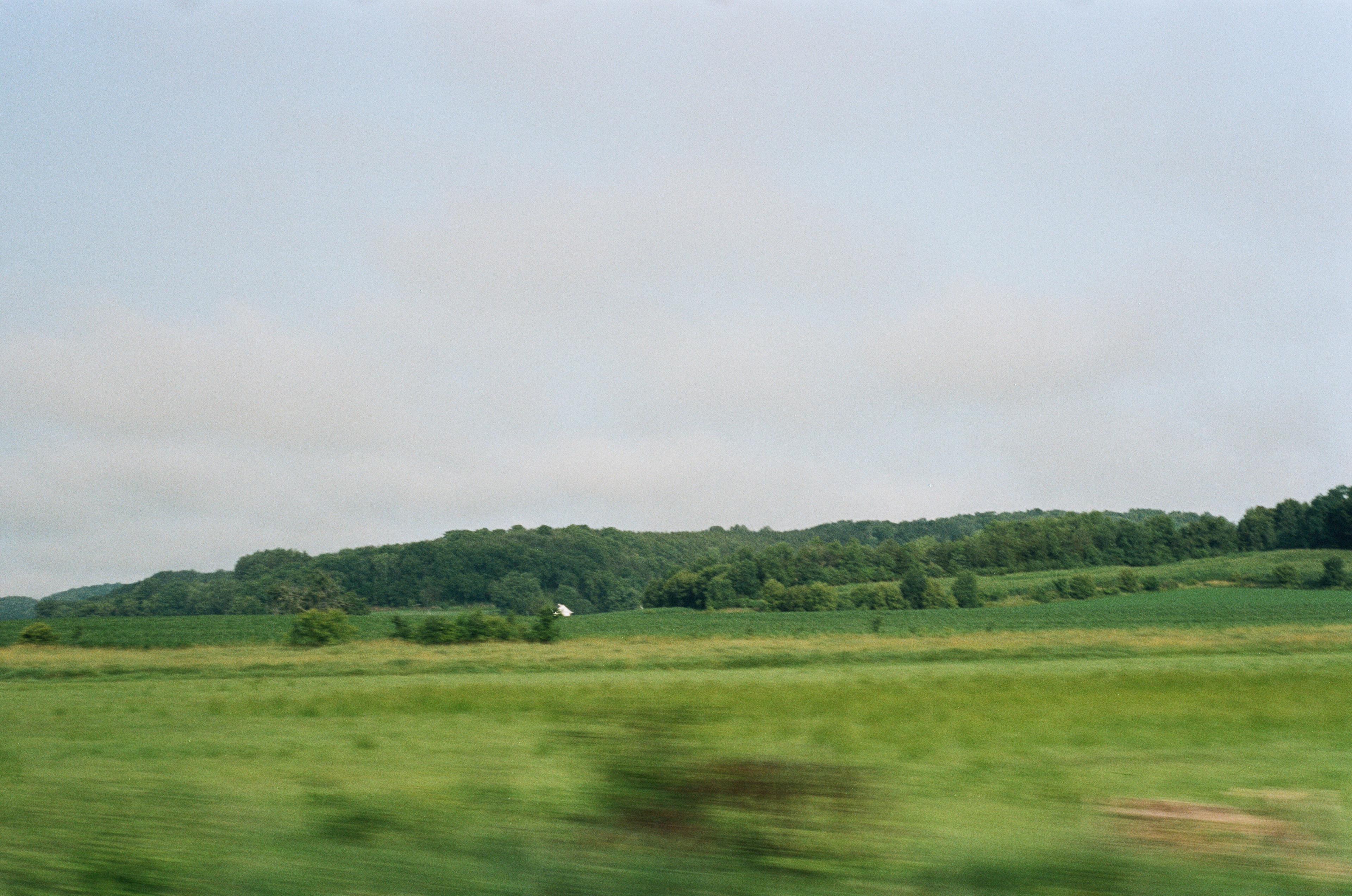 View of trees from a car window